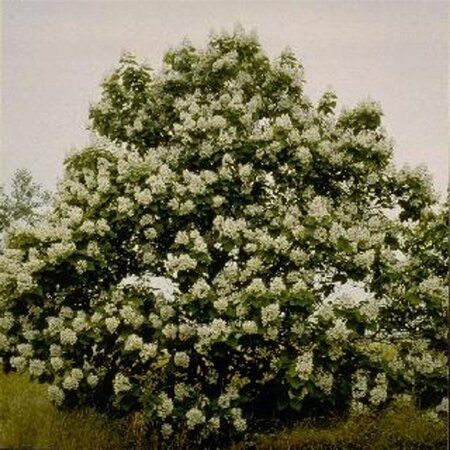 Catalpa bignonioides 8-10 Hoogstam wortelgoed - afbeelding 5