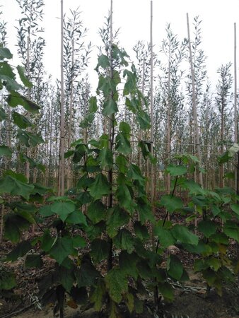 Catalpa bignonioides 8-10 Hoogstam wortelgoed - afbeelding 2