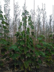 Catalpa bignonioides 8-10 Hoogstam wortelgoed - afbeelding 2