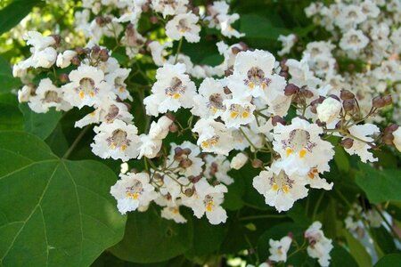 Catalpa bignonioides 8-10 Hoogstam wortelgoed - afbeelding 6