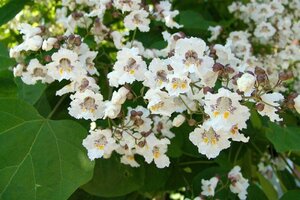 Catalpa bignonioides 8-10 Hoogstam wortelgoed - afbeelding 6