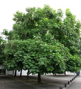 Catalpa bignonioides 8-10 Hoogstam wortelgoed - afbeelding 7