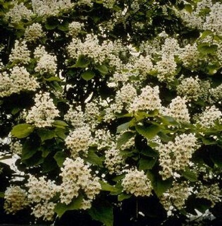 Catalpa bignonioides 8-10 Hoogstam wortelgoed - afbeelding 8