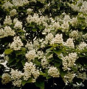 Catalpa bignonioides 8-10 Hoogstam wortelgoed - afbeelding 8
