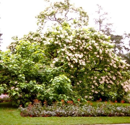 Catalpa bignonioides 8-10 Hoogstam wortelgoed - afbeelding 3
