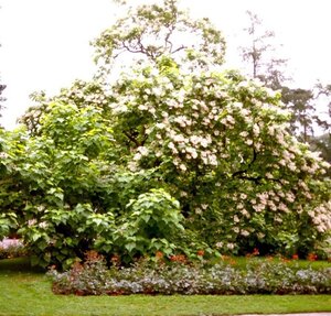 Catalpa bignonioides 8-10 Hoogstam wortelgoed - afbeelding 3