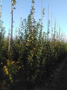 Carpinus bet. 'Lucas' 10-12 cm wortelgoed geveerd - afbeelding 7