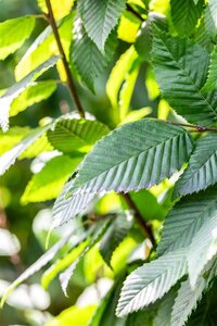 Carpinus bet. 'Lucas' 10-12 cm wortelgoed geveerd - afbeelding 2