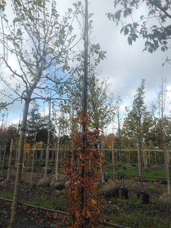 Carpinus bet. 'Lucas' 12-14 cm draadkluit geveerd 2 X verplant - afbeelding 4