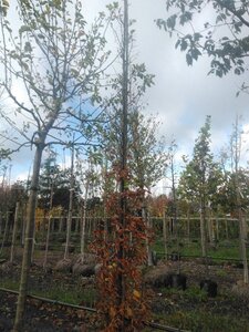 Carpinus bet. 'Lucas' 12-14 cm draadkluit geveerd 2 X verplant - afbeelding 4