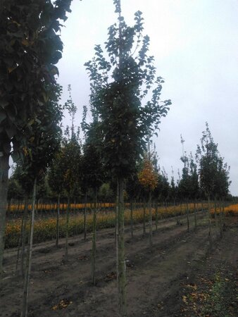 Carpinus bet. 'Lucas' 12-14 Hoogstam wortelgoed 2 X verplant - afbeelding 4