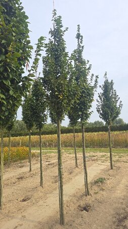 Carpinus bet. 'Lucas' 12-14 Hoogstam wortelgoed 2 X verplant - afbeelding 5