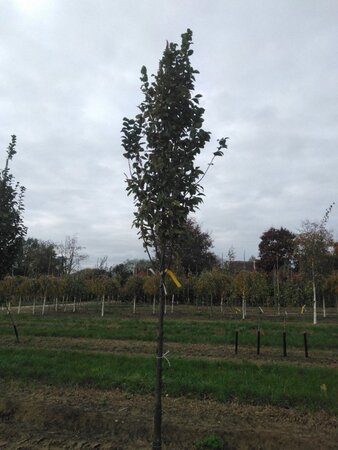 Carpinus bet. 'Lucas' 12-14 Hoogstam wortelgoed 2 X verplant - afbeelding 7