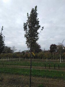 Carpinus bet. 'Lucas' 12-14 Hoogstam wortelgoed 2 X verplant - afbeelding 7
