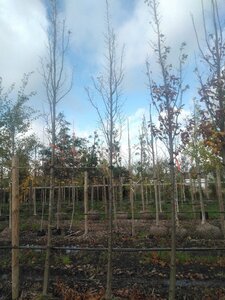 Carpinus bet. 'Lucas' 14-16 Hoogstam draadkluit 3 X verplant - afbeelding 6