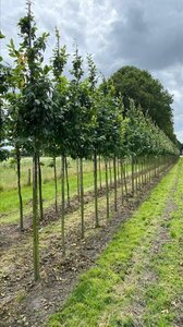 Carpinus bet. 'Lucas' 14-16 Hoogstam draadkluit 3 X verplant - afbeelding 4