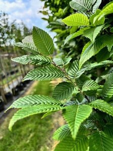 Carpinus bet. 'Lucas' 14-16 Hoogstam draadkluit 3 X verplant - afbeelding 5