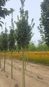 Carpinus bet. 'Lucas' 16-18 Hoogstam draadkluit 3 X verplant - afbeelding 4