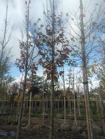 Carpinus bet. 'Lucas' 16-18 Hoogstam draadkluit 3 X verplant - afbeelding 5