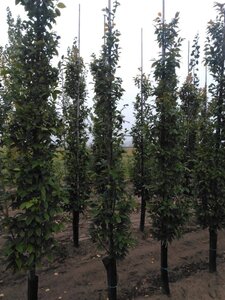 Carpinus bet. 'Lucas' 6-8 cm wortelgoed geveerd - afbeelding 4