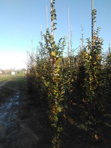 Carpinus bet. 'Lucas' 6-8 cm wortelgoed geveerd - afbeelding 6