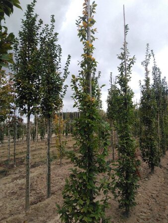 Carpinus bet. 'Lucas' 8-10 cm wortelgoed geveerd - afbeelding 6