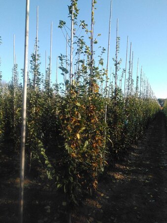 Carpinus bet. 'Lucas' 8-10 cm wortelgoed geveerd - afbeelding 7