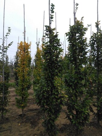 Carpinus bet. 'Lucas' 8-10 cm wortelgoed geveerd - afbeelding 5
