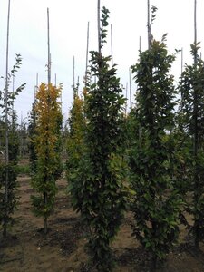 Carpinus bet. 'Lucas' 8-10 cm wortelgoed geveerd - afbeelding 5