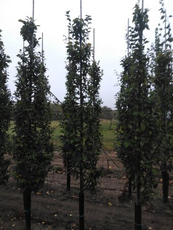Carpinus bet. 'Lucas' 8-10 cm wortelgoed geveerd - afbeelding 4