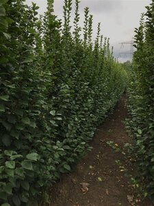Carpinus bet. 'Lucas' 8-10 cm wortelgoed geveerd - afbeelding 8