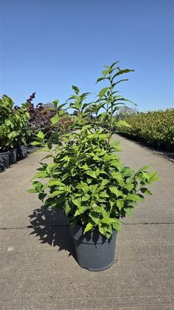 Callicarpa bodinieri MAGICAL® SNOWQUEEN Noble® (PB 60-80 cm cont. 10L