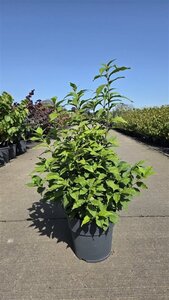 Callicarpa bodinieri MAGICAL® SNOWQUEEN Noble® (PB 60-80 cm cont. 10L