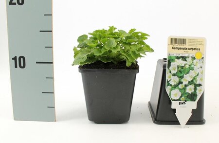 Campanula c. 'Alba' geen maat specificatie 0,55L/P9cm - afbeelding 1
