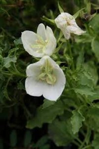 Campanula c. 'Alba' geen maat specificatie 0,55L/P9cm - afbeelding 2