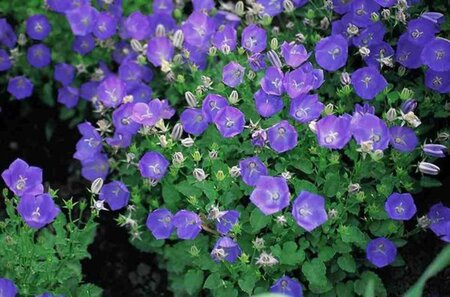 Campanula c. 'Blaue Clips' geen maat specificatie 0,55L/P9cm - afbeelding 3