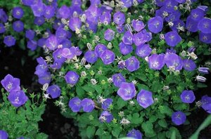 Campanula c. 'Blaue Clips' geen maat specificatie 0,55L/P9cm - afbeelding 3