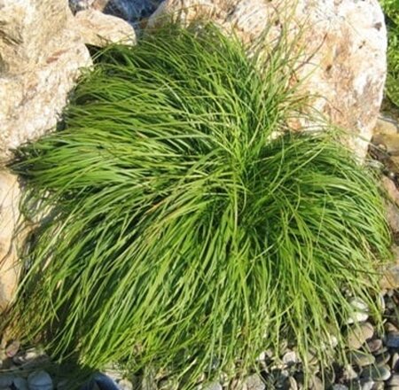 Carex caryophyllea 'the Beatles' geen maat specificatie 0,55L/P9cm - afbeelding 2