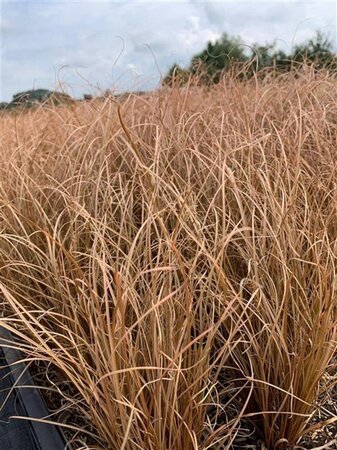 Carex comans 'Bronco' geen maat specificatie 0,55L/P9cm - image 4