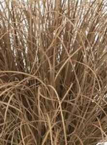 Carex comans 'Bronco' geen maat specificatie 0,55L/P9cm - image 5