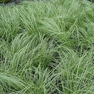 Carex comans 'Frosted Curls' geen maat specificatie 0,55L/P9cm - afbeelding 2