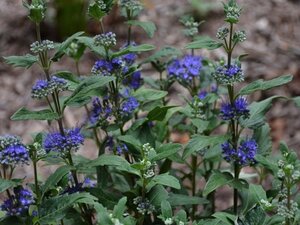 Caryopteris cland. Grand Bleu 30-40 cm cont. 3,0L