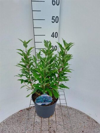 Caryopteris cland. Grand Bleu 30-40 cm cont. 3,0L - afbeelding 5