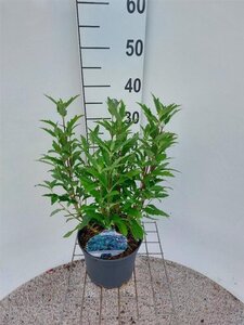 Caryopteris cland. Grand Bleu 30-40 cm cont. 3,0L - afbeelding 5