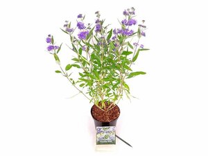 Caryopteris cland. 'Heavenly Blue' 20-30 cm cont. 1,5L
