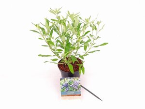 Caryopteris cland. 'Heavenly Blue' 20-30 cm cont. 1,5L - afbeelding 2