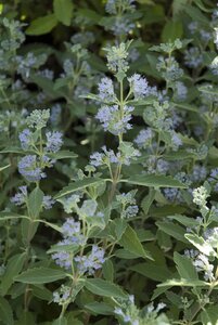 Caryopteris cland. 'Heavenly Blue' 30-40 cm cont. 3,0L
