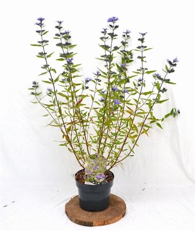 Caryopteris cland. 'Heavenly Blue' 30-40 cm cont. 3,0L - afbeelding 5