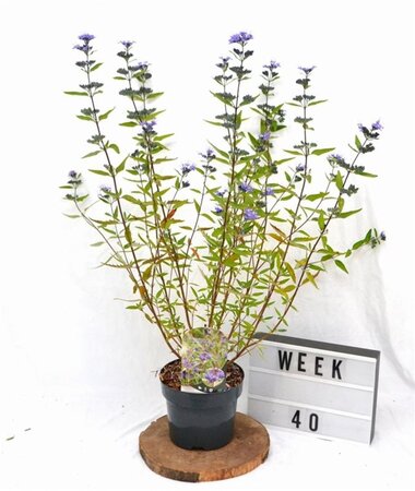 Caryopteris cland. 'Heavenly Blue' 30-40 cm cont. 3,0L - afbeelding 6