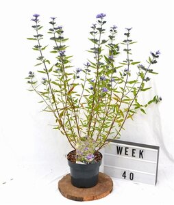 Caryopteris cland. 'Heavenly Blue' 30-40 cm cont. 3,0L - afbeelding 6